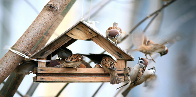 DIY mangeoire à oiseaux  Une hirondelle dans les tiroirs